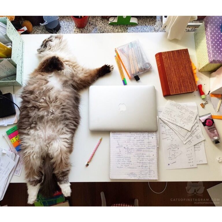 Trying to study when you’ve got a cat