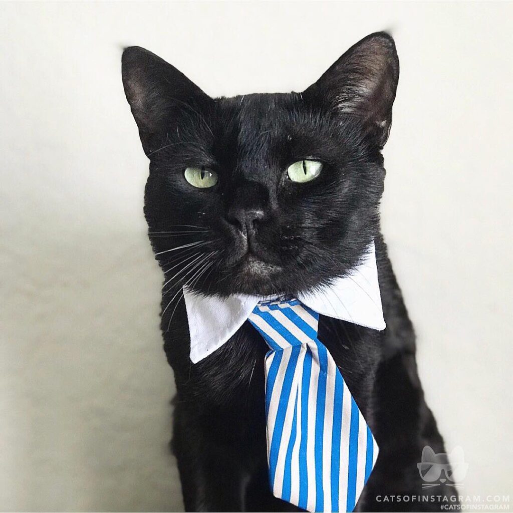 “This is Michael Scott, actual cat version of the character