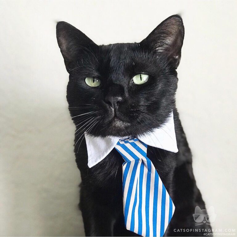 “This is Michael Scott, actual cat version of the character