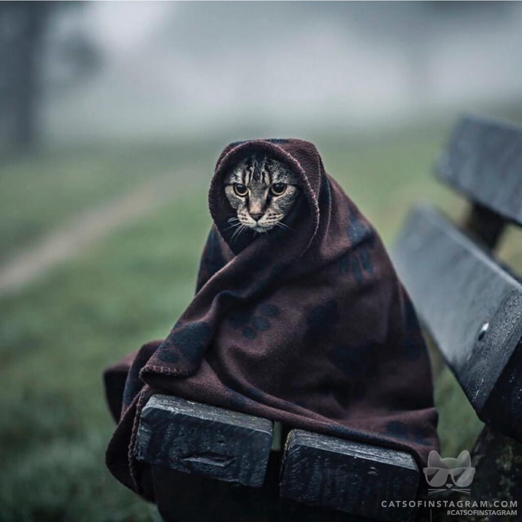The Last Jedi Cat