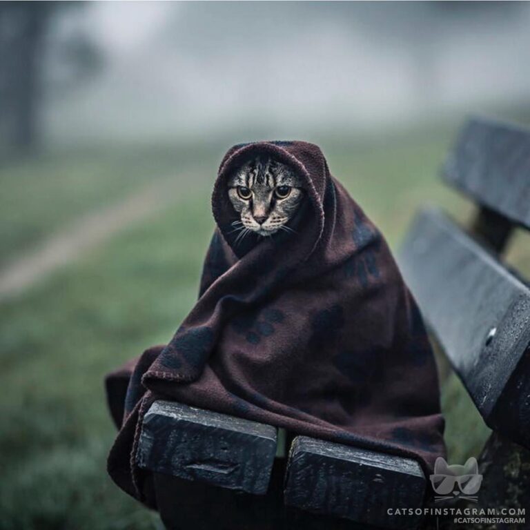 The Last Jedi Cat