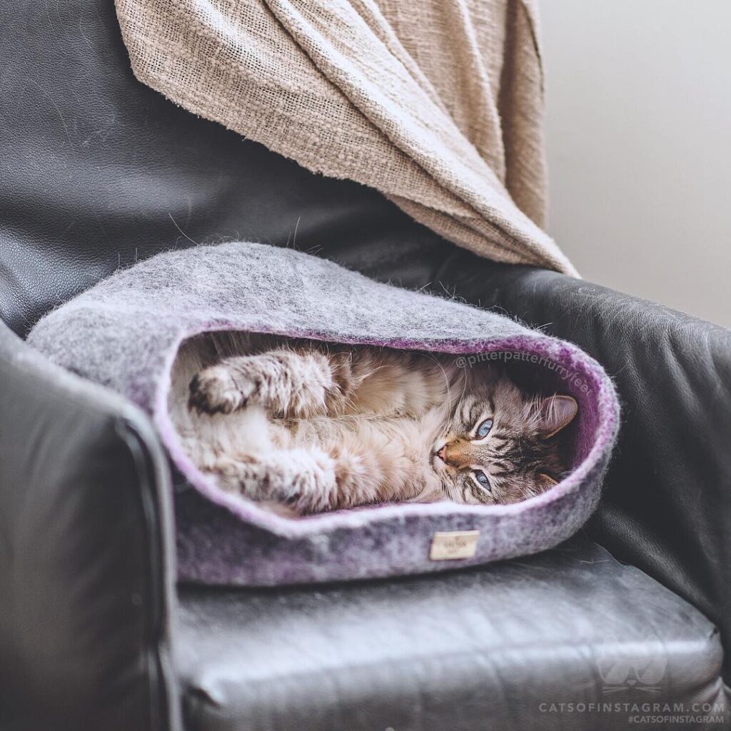 “I feel cozy! (See more of Finnegan, and his half-sister Ali
