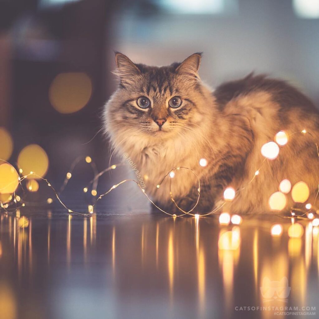 “When you’re LIT! (: @hollysisson; See more of Finnegan, and