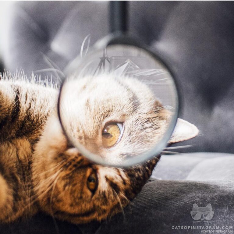 Inspector Nacho