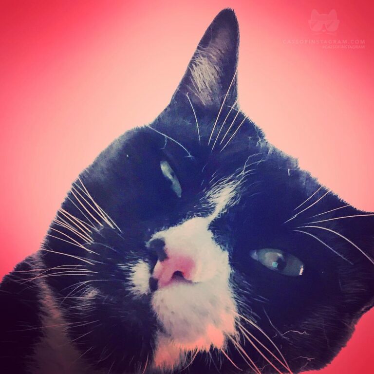 Hey fellow cat lovers! Here is my photo of my silly cat