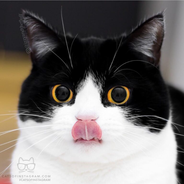 Blep.