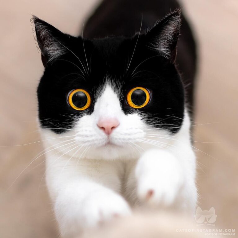 If you’re going to boop my nose, can I boop yours?