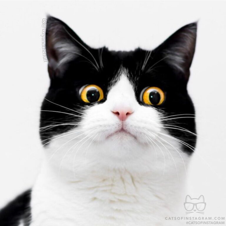 When your date says they don’t like cats.