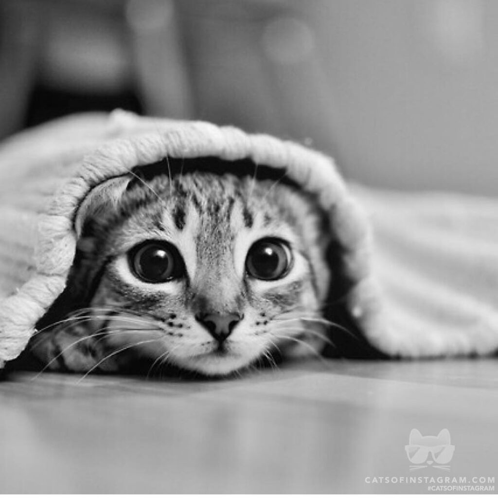Junipurr takes her hide & seek game very seriously