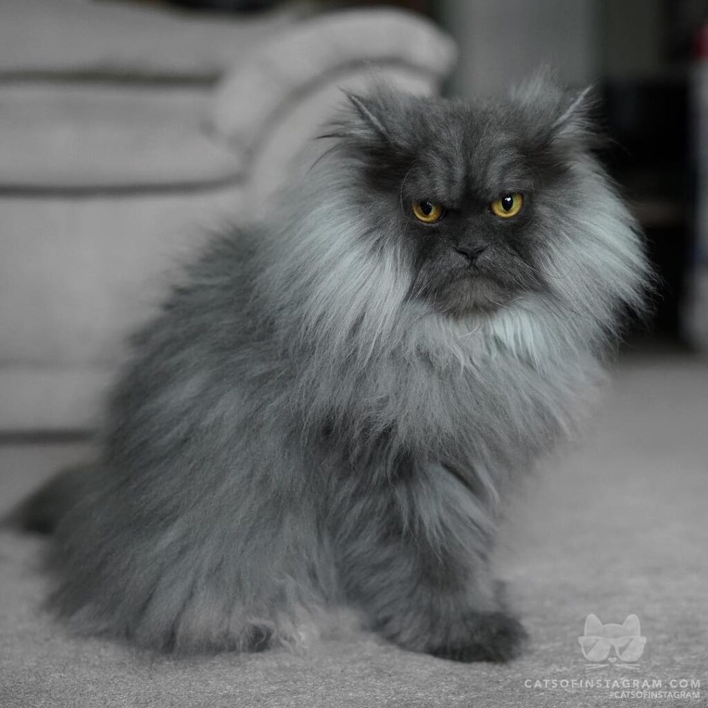 I look like an old man, but I’m only 40 in human years.