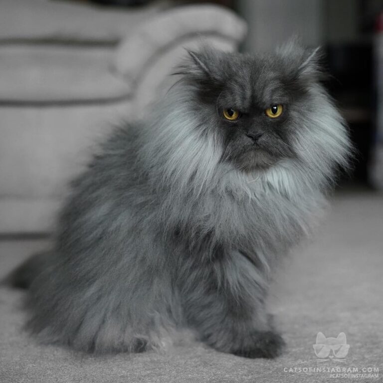 I look like an old man, but I’m only 40 in human years.