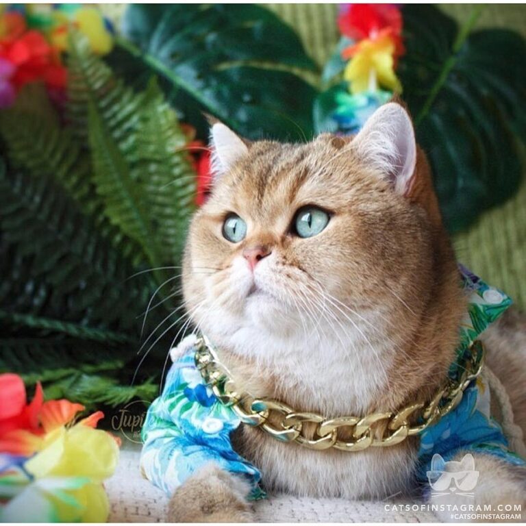 Ready for all those summer pawties?