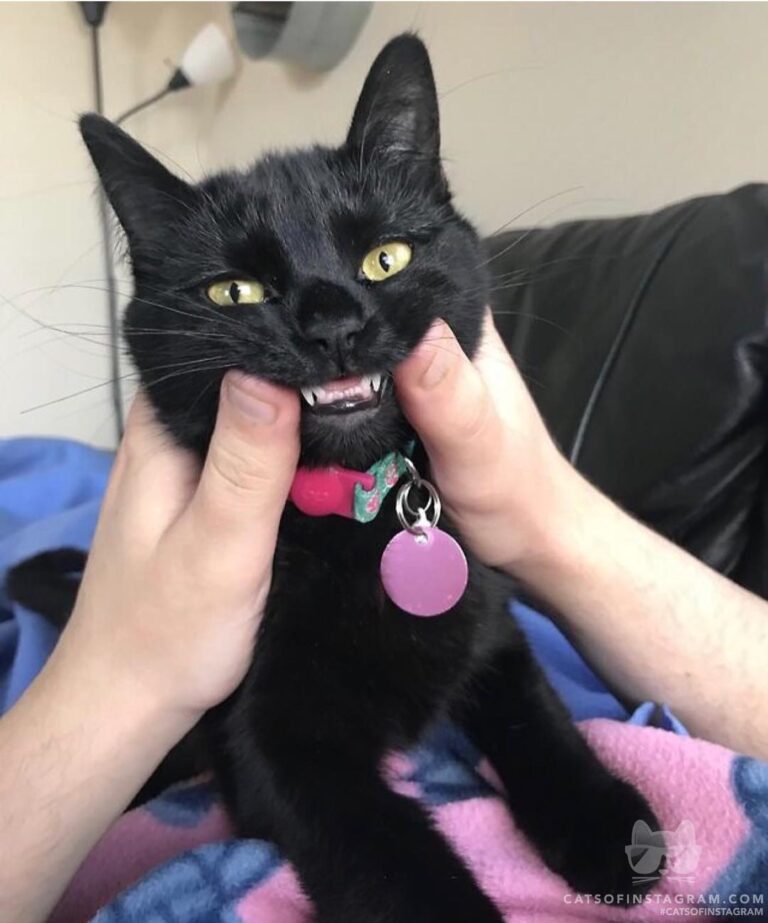 CHEESEEEEE