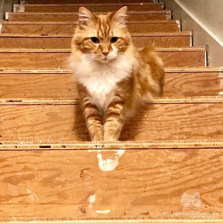 “Henry and cat lovers around the world wish @maggiemay722 a Hap