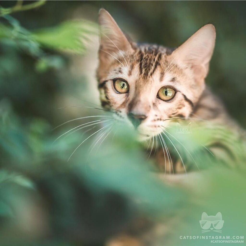 Peekaboo, i see you!