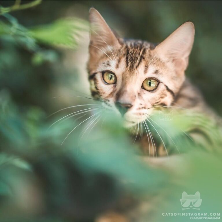 Peekaboo, i see you!