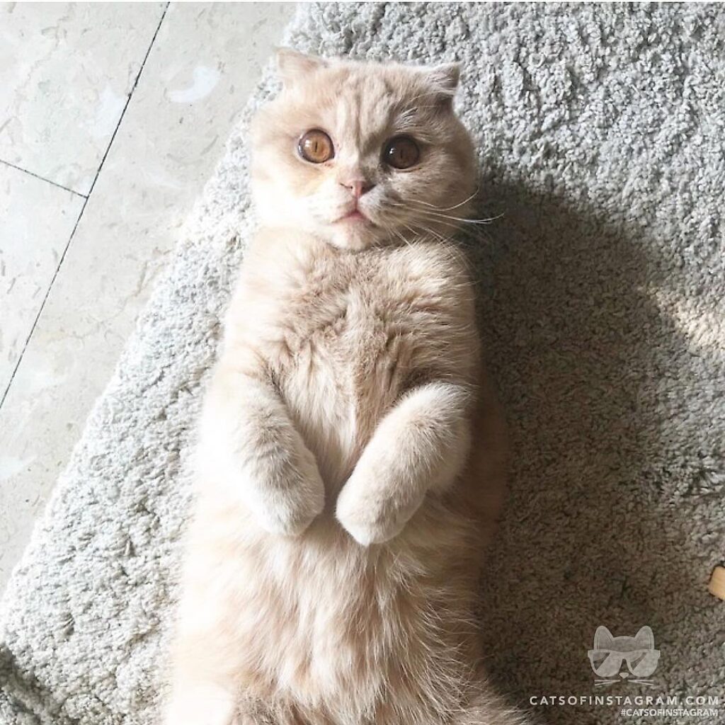 Will you pet me now? o.o PLEASEEE?!