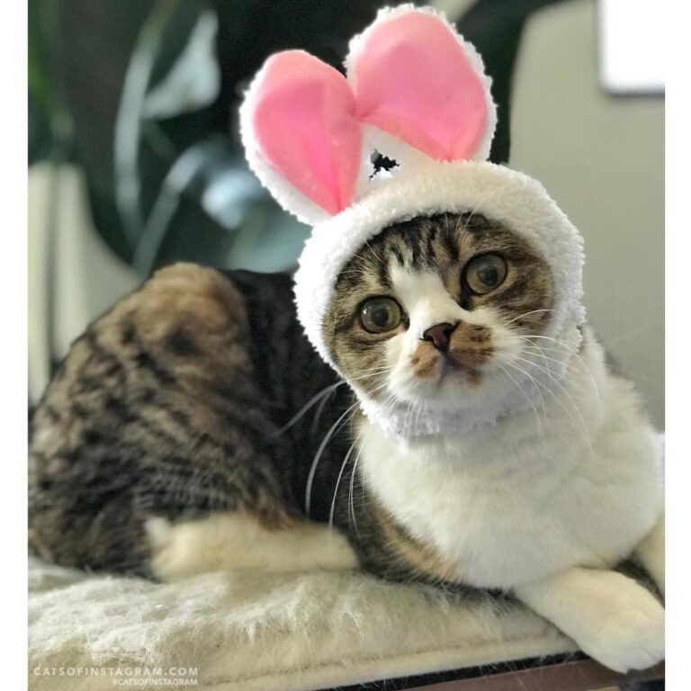 “Been gone for a while and now my humans have replaced me. Oka