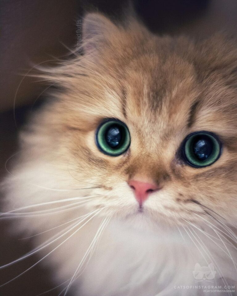 Can I have all the treats? Please?