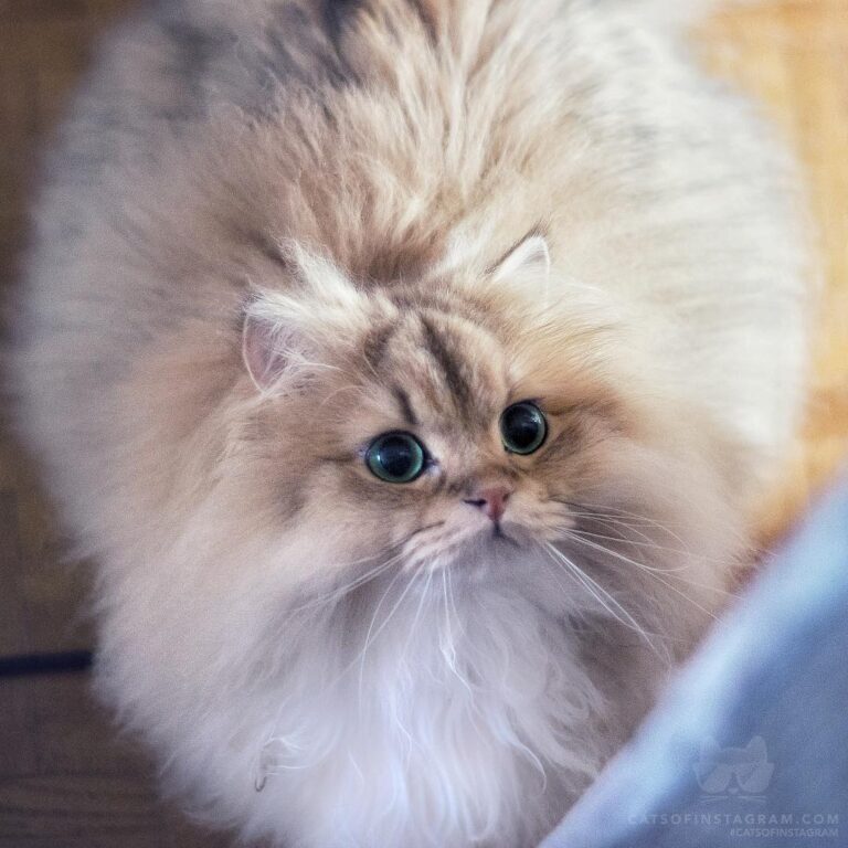 Major Floof reporting for dinner!