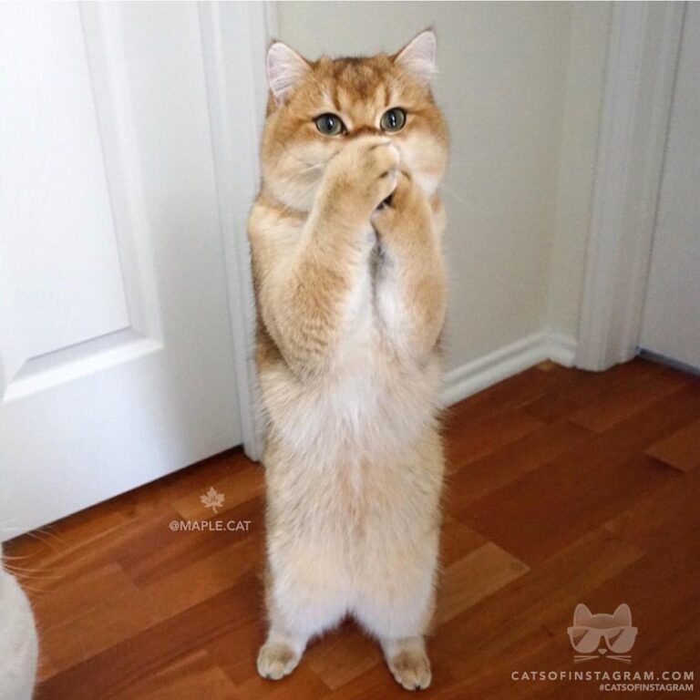 Oh my gosh, are all those treats are for me?!