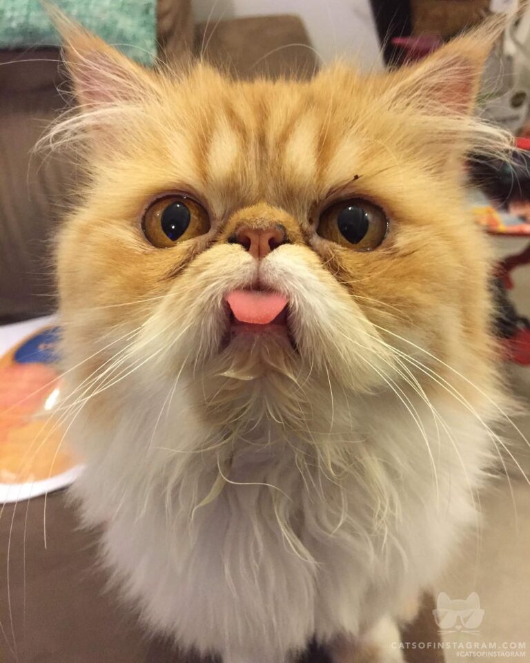 Cute Cat Moment