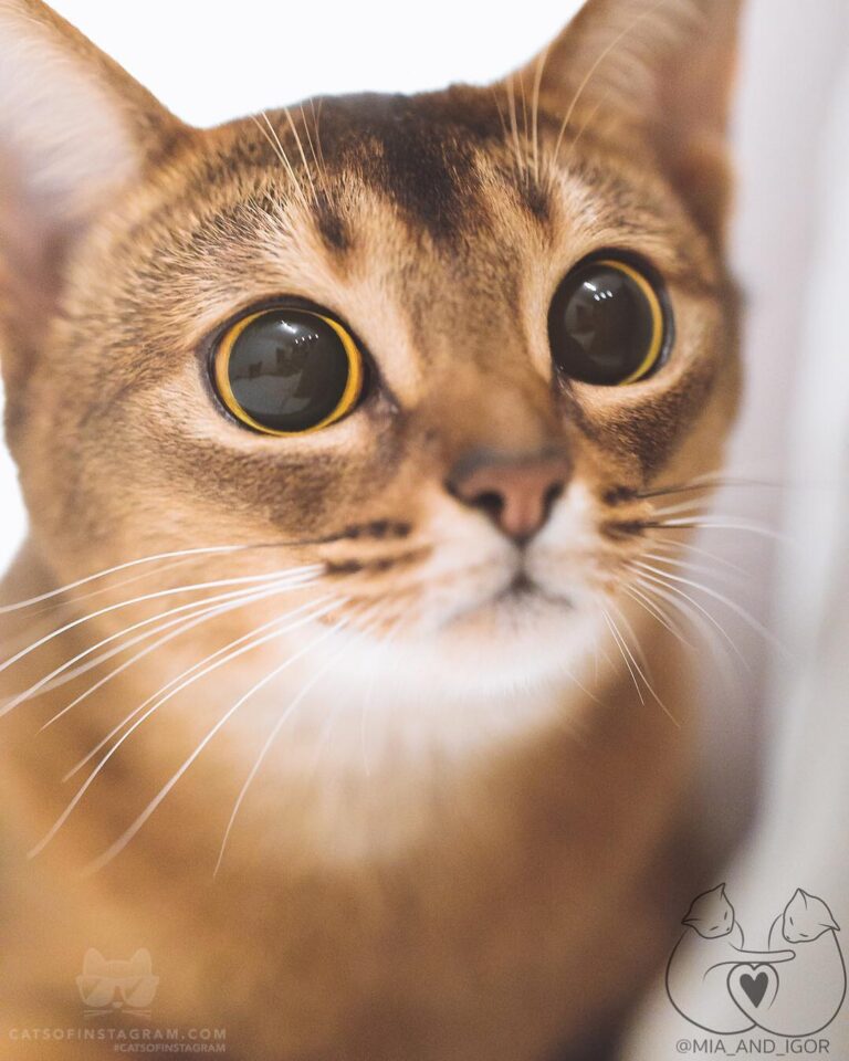 “What do you mean, there are no more treats left? Where did