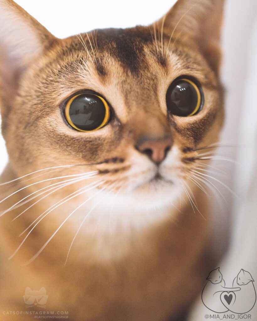 “What do you mean, there are no more treats left? Where did
