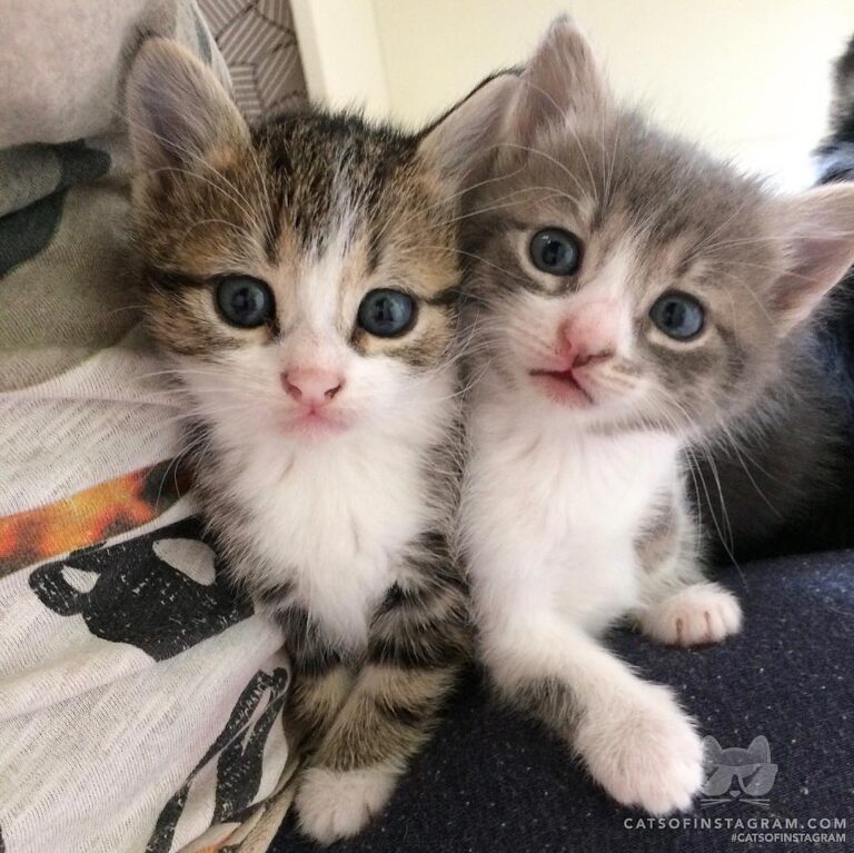 Little fostermonkeys