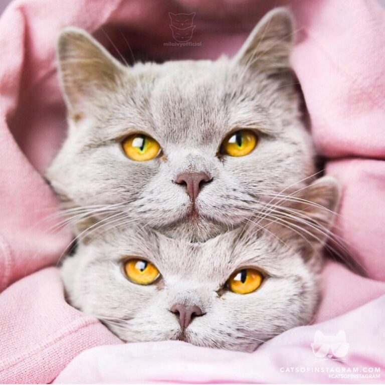 There is no better pillow than you