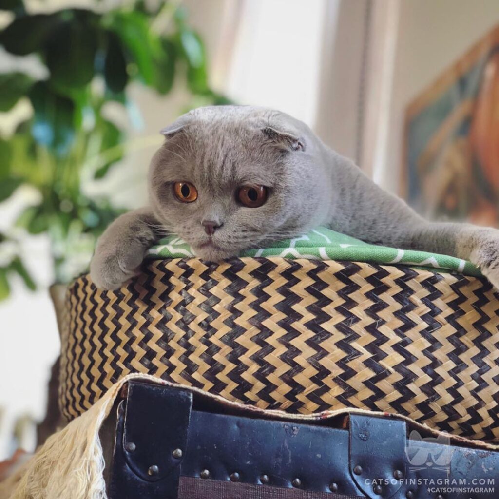 “When you wanna play with the feather toy… but it’s down th
