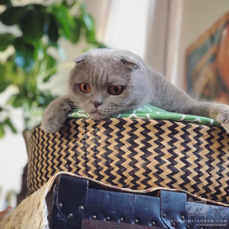 “When you wanna play with the feather toy… but it’s down th