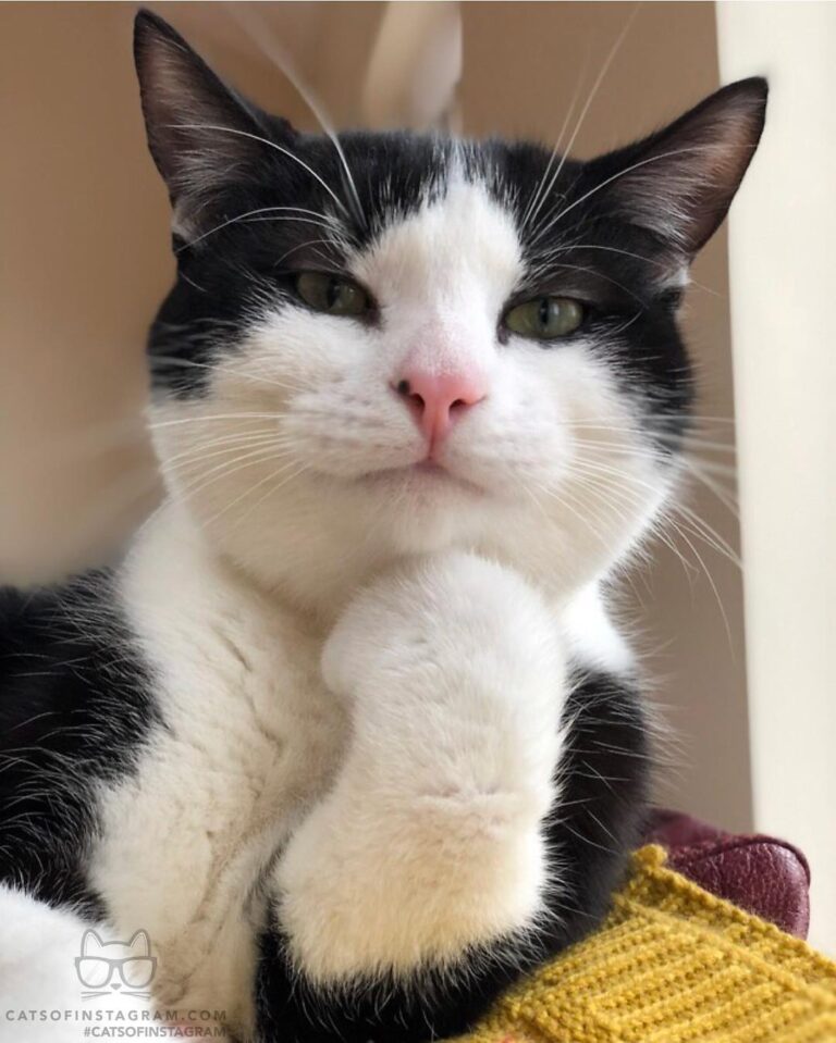 Pickle doing a think
