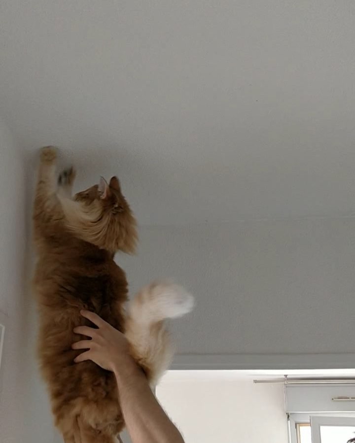 Chasing butterflies with catdad