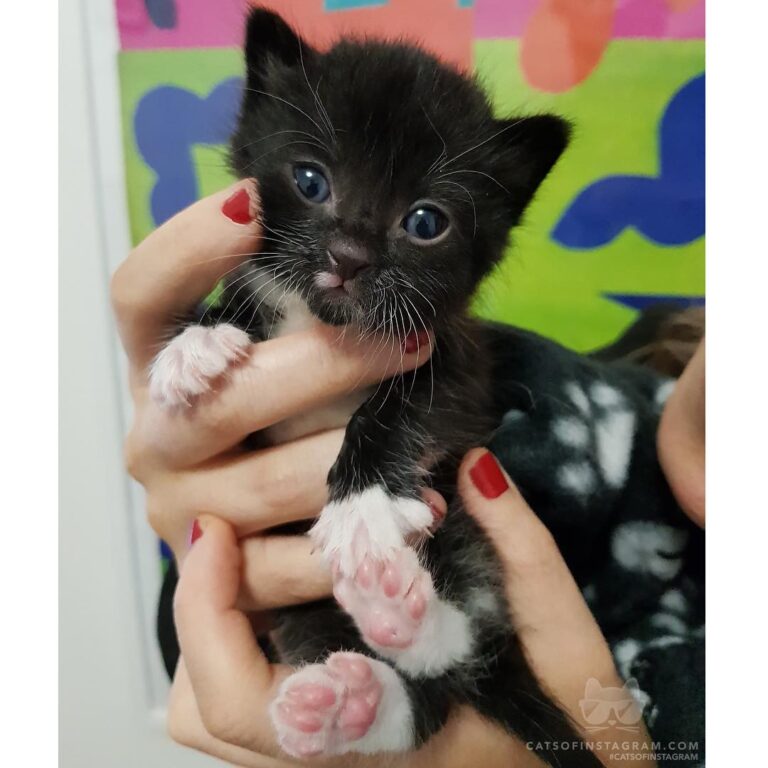 “Meet Milo I found this charismatic little guy stuck inside