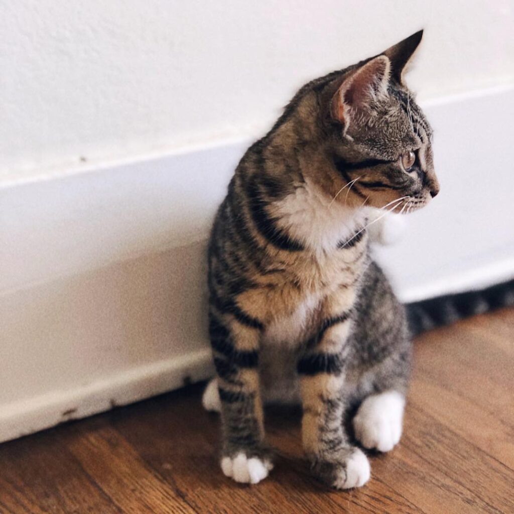 “Two weeks of being a cat mom has me all smiles {and a f