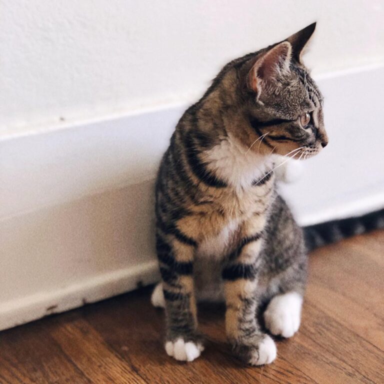 “Two weeks of being a cat mom has me all smiles {and a f