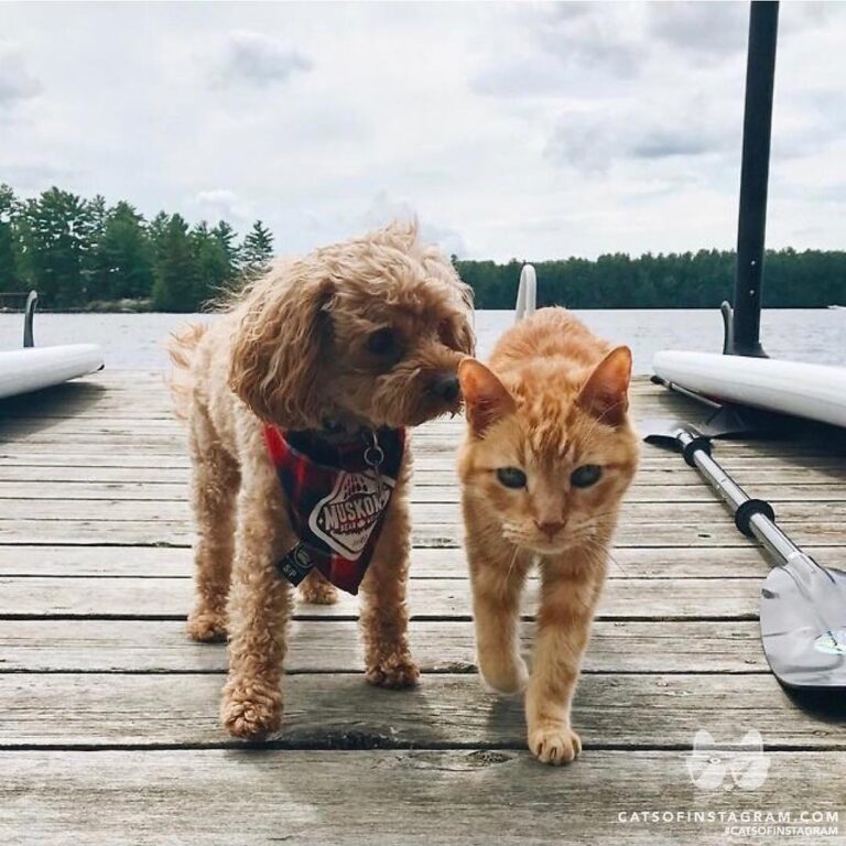 Boys of Summer