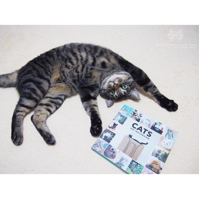 “I was super happy after I enjoyed cute 400 cats photos in