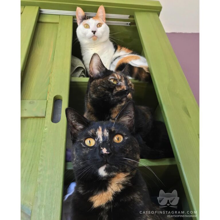 “That upstairs neighbor purrs so loudly all the time, I may n