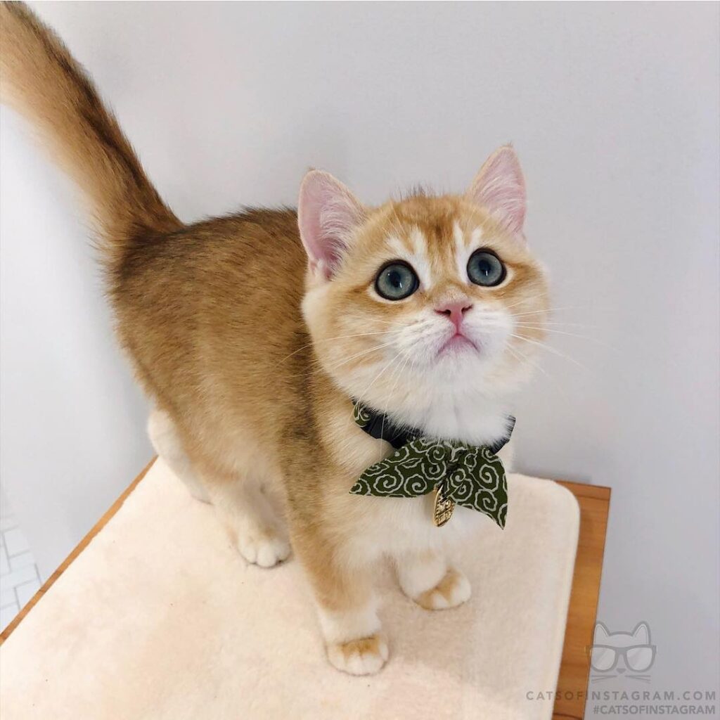 Cute cat + bow tie = the perfect gentleman.