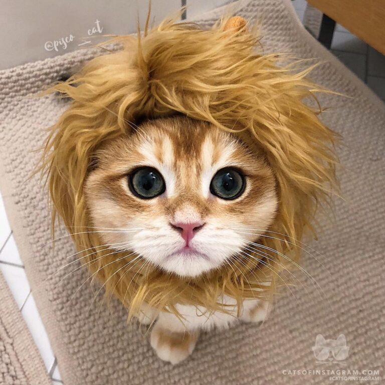 How to recreate the lion emoji!