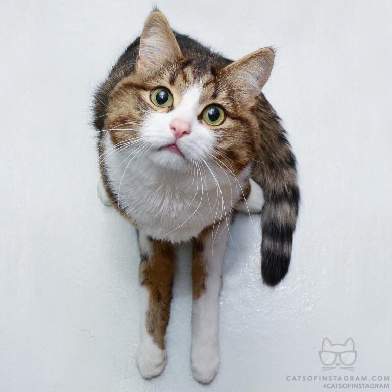 Do not underestimate the cuteness of handicats!