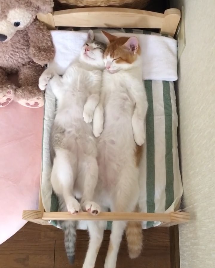 Shhhh…Cats sleeping…