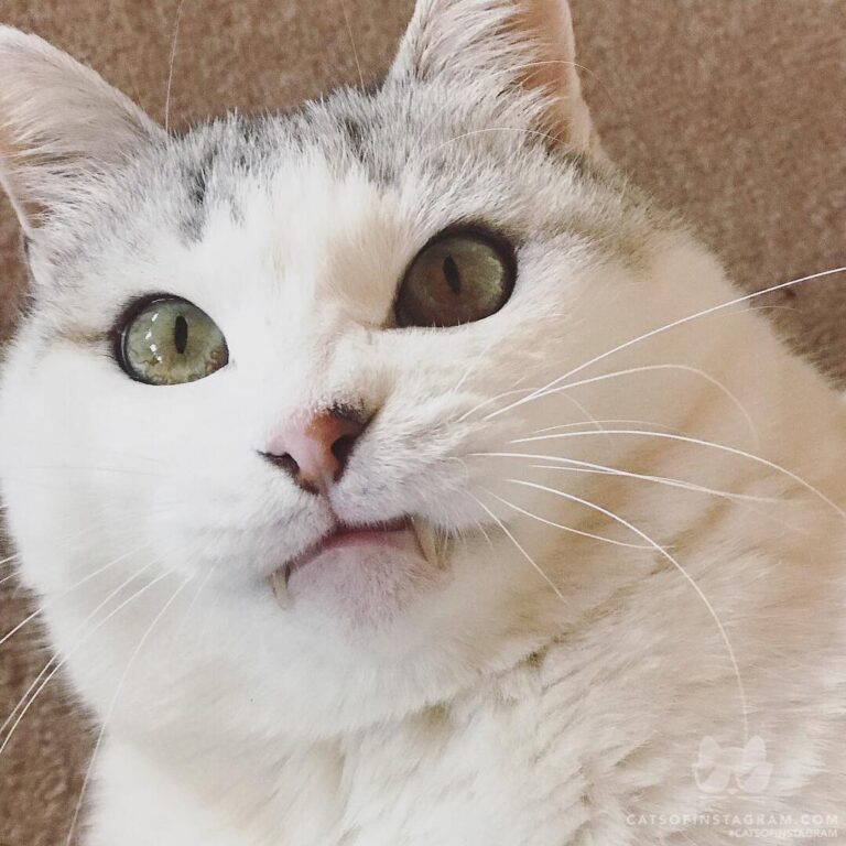 Be careful! I am a vampire kitty