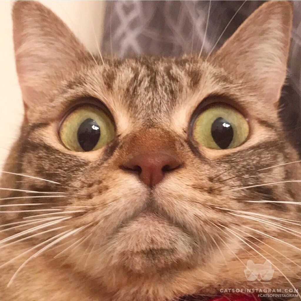 Cute Cat Moment