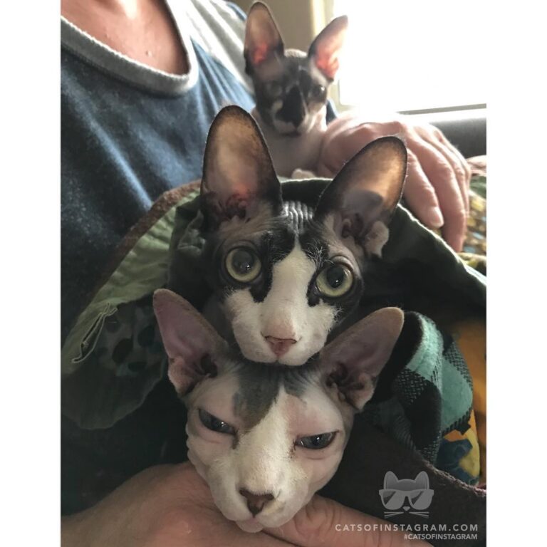 Kitty totem pole, or a cuddle puddle?