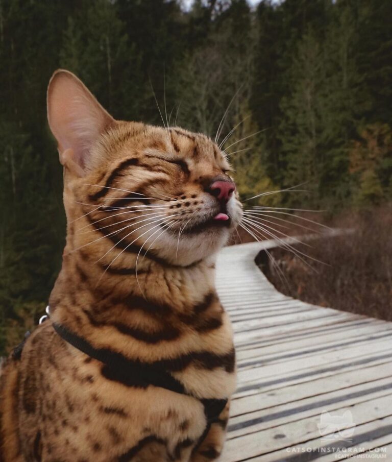Cute Cat Moment