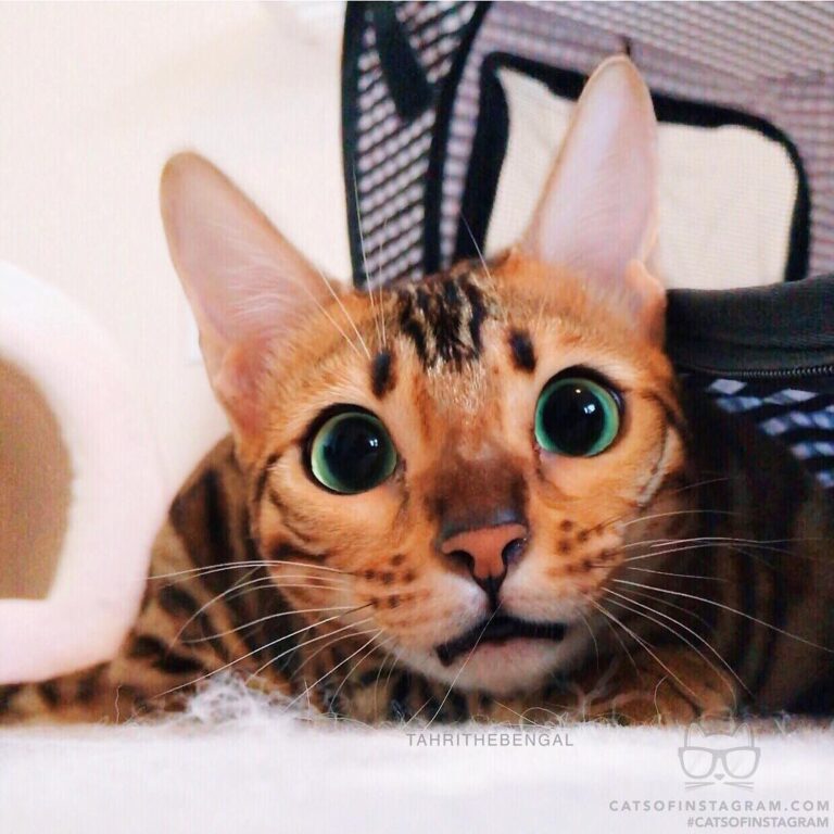 Tfw you’re on a diet but someone walks in with cake