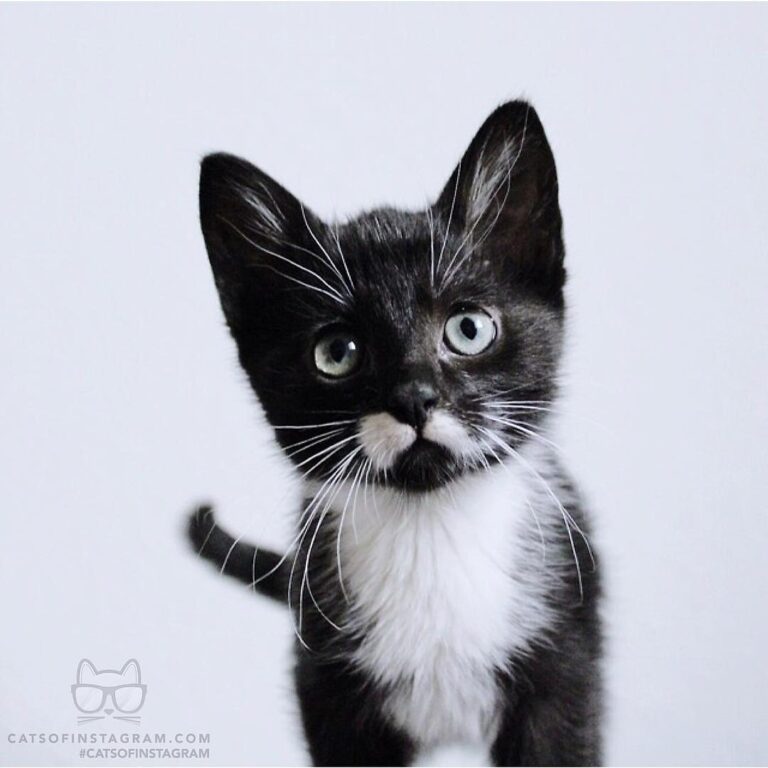 “I mustache you a question patch how’d you get so cute